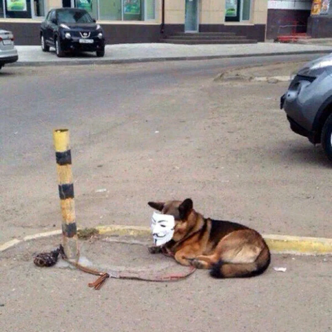 Anonymous dog